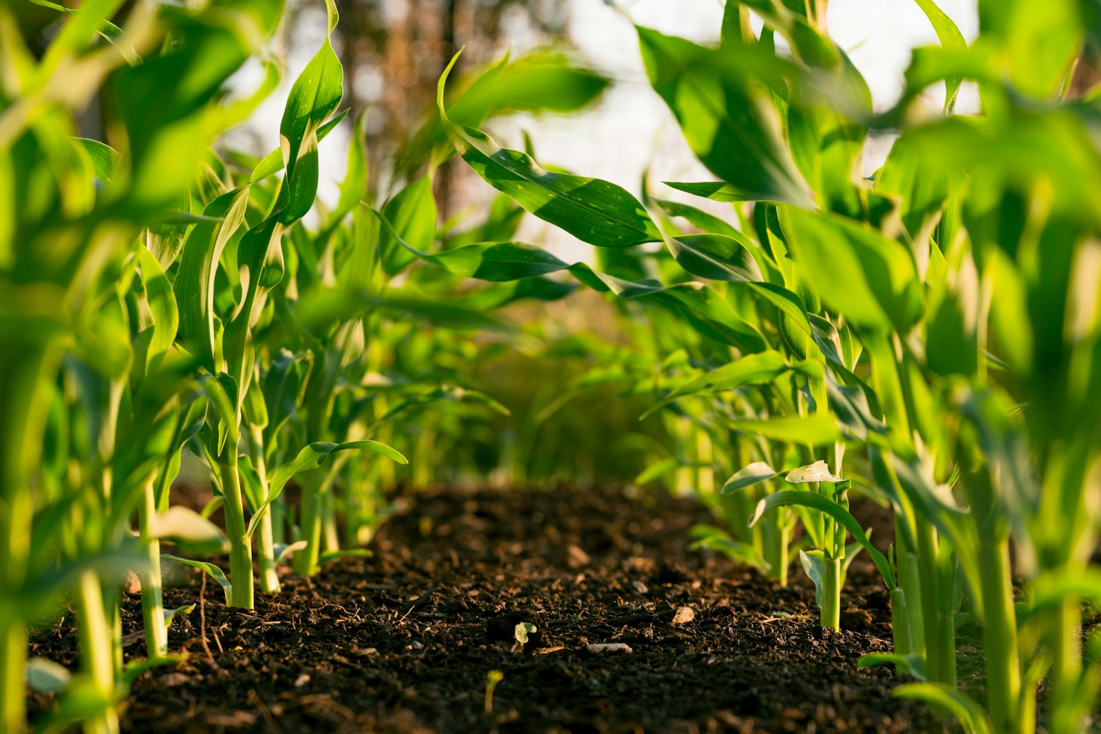 Young crops growing on an East African farm